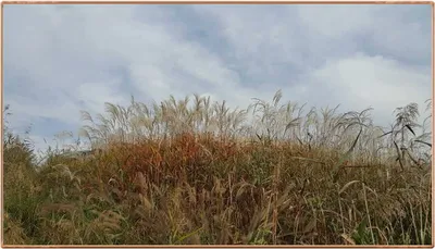 진위천 조황 소식