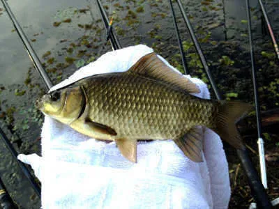 시월의 조황 안내