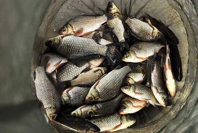 의성권에도 물낚시가 이루어지고