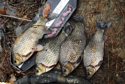 허리급 대물을 .....