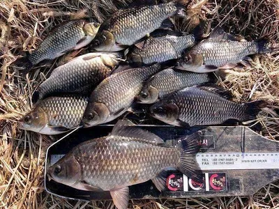 손맛 제대로 보셨습니다.