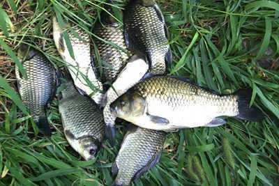 막바지 더위와 함께한 붕어소식