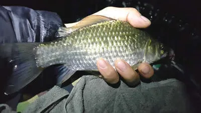 대구 동부권의 6월중순 조황안내 입니다.