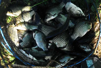 의성권  조황입니다