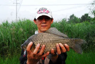 육쪽바늘 수확기가 시작되고  ...