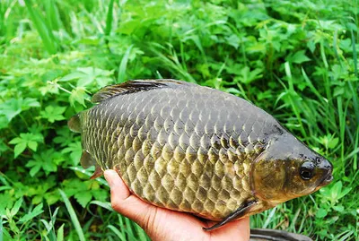 손맛 보셨습니다.