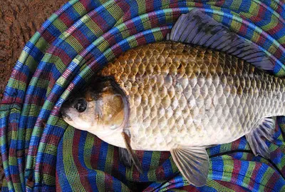 4짜 붕어2수 월척마릿수 ....