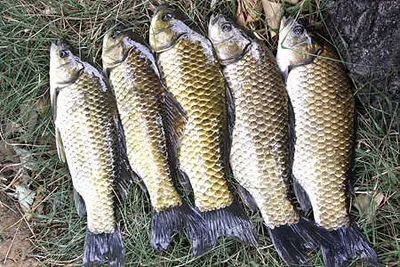 배수기-대구 인근의 조황안내 입니다.