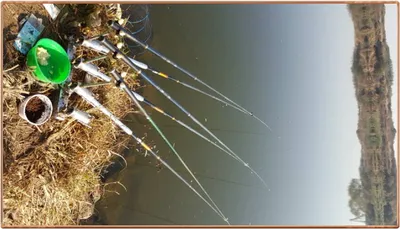 진위천 조황 소식