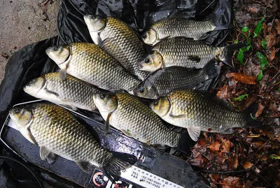 비와 호조황소식.......