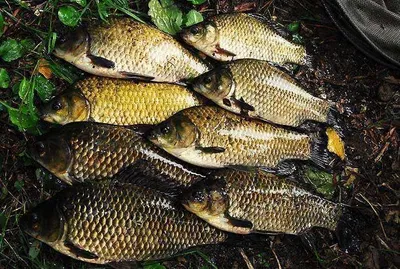 의성권 월척조황입니다.