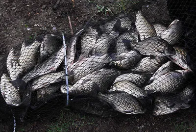 여기저기 대물 소식들이...