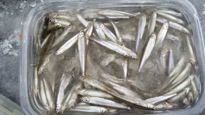 [두창지] 빙질상태 아주 좋습니다