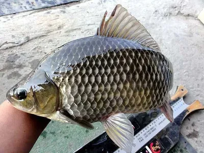 체구가 장난이 아니예요.....