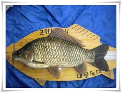 대물 출현과 새물찬스 유망터들 ~~