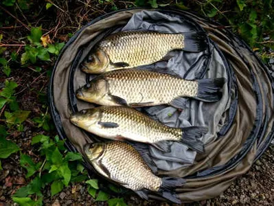 추분에 드리는 조황안내 입니다.