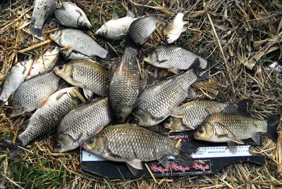 마릿수 대물들..........