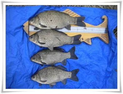 대물과 월척 마릿수 ~~