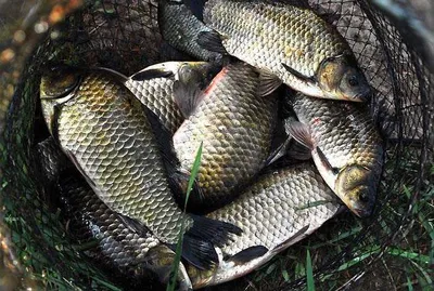 대물급에 마리수 월척들 ............