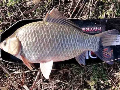 입질만하면 굵은씨알.......