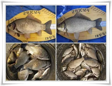 곳곳에서 월,준척이 ~~