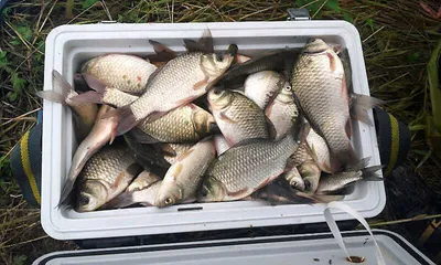 쿨러조과에 물집이 잡히도록.......