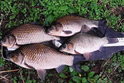 가을 대물붕어들과 월척들......