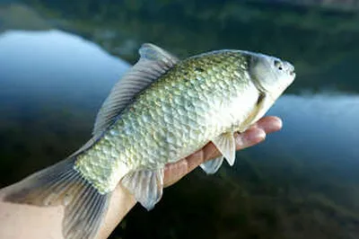 비소식 붕어소식 [말복]