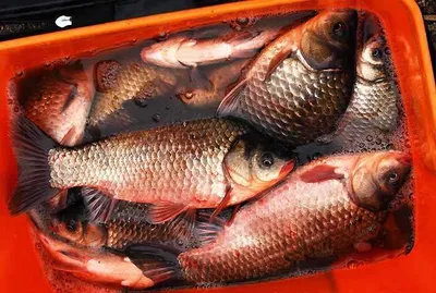 4짜와 허리급 대물을 ......