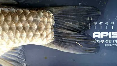 대물붕어의 화려함에 취한 한주