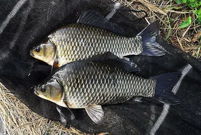 가을붕어들 ......