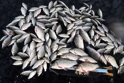 얼음낚시 모두신났습니다.