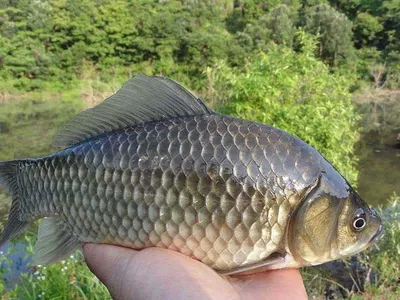 토종대물들 .......