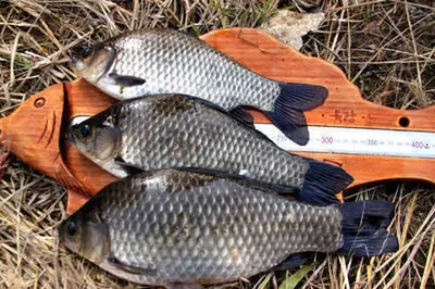 39cm대물과 늦가을 조황 입니다.