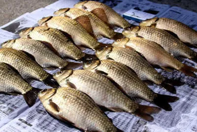 푸르름 가득한 저수지 (용성편)