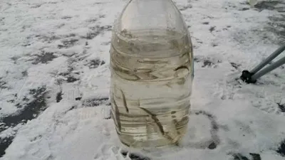 [두창지] 빙질상태 아주 좋습니다