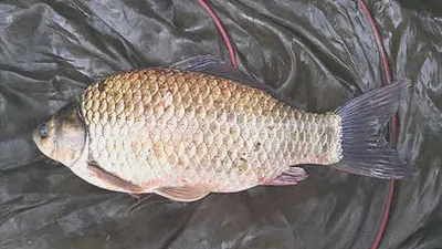 주말 비예보가 호재로 작용할듯,