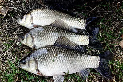 녹색이 짙어지는 4월중순