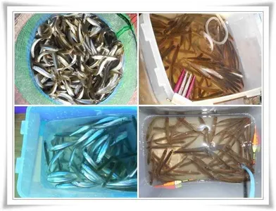 빙어대박조황 ~~