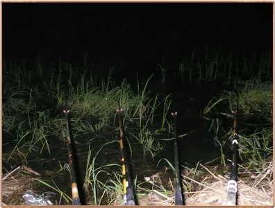 진위천 조황 입니다.