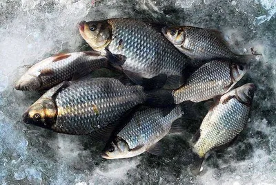 빙어와 붕어 얼음낚시...