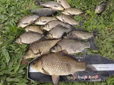 여기저기 대물 마릿수를.......