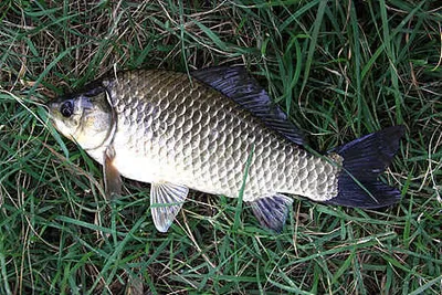 고니가 불러온 가을-경산권 소식 입니다.