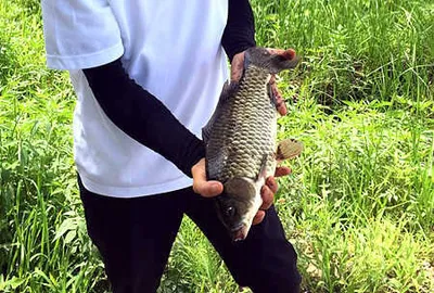 한여름에 드리는 조황안내 입니다.