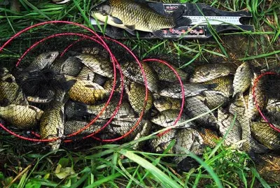 의성권 조황입니다