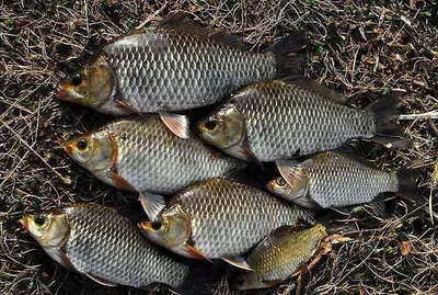 허리급 대물붕어 ~