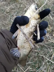 [청미천] 대물들이 움직입니다