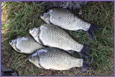 푸른5월,자라는 붕어