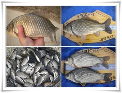 한발앞선 호조황 ~~