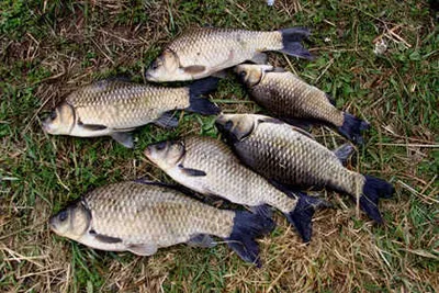 나날이 무르익는 경산권 소식 입니다.